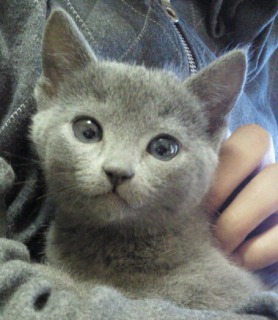 s_kitten_blue.jpg