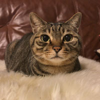 cat_thumb.jpg