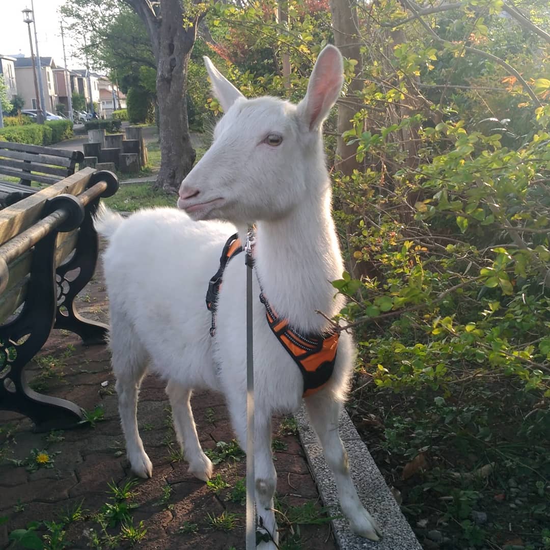 さくらちゃん