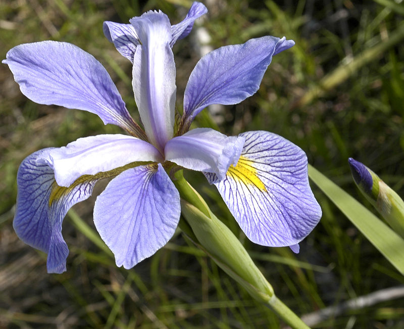 Iris_virginica.jpg Iris_virginica.jpg