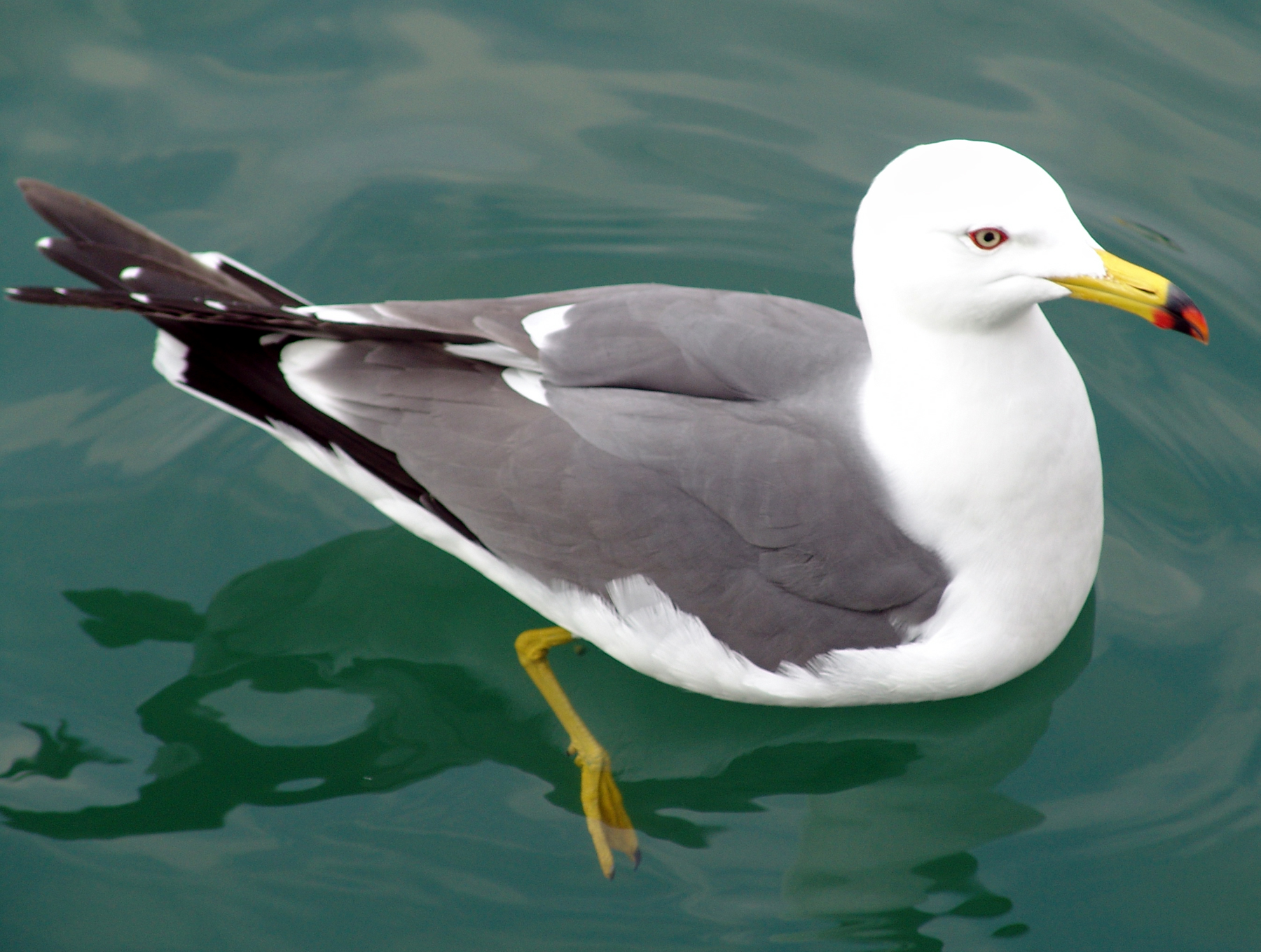 Gull_in_water3.jpg