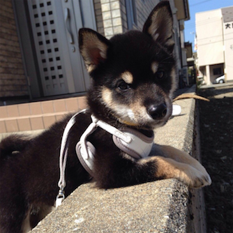 Laravel validation error json response