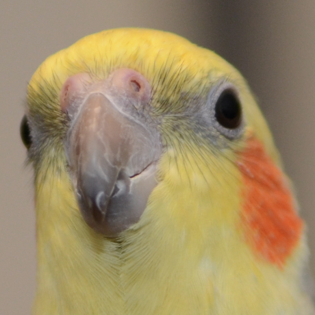 Macos Sierraでnokogiriがインストールできない問題の解決方法 Qiita