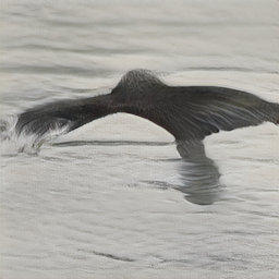 Black_Footed_Albatross_0005_796090_256_sentence5.png
